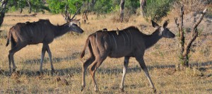 hwange-koudous-safari zimbabwe