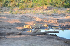 Lionnes Parc National de Chobe, Botswana safari