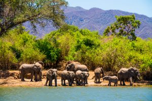safaris en bateau Zambez Afrique